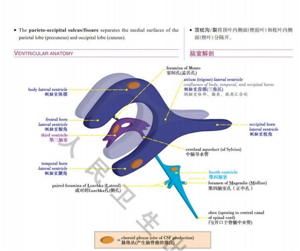 脑血管病科贺迎坤主任参与编译人民卫生出版社《核心放射学》（第二版）中英文对照版重磅出版507.jpg
